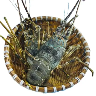 Tôm Hùm Xanh Sống