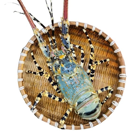 Tôm Hùm Bông Sống 500-700g/con